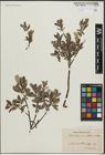 Foto von Salix arbuscula L. x Salix lapponum L.